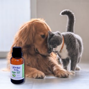 MMS Honde - Katte 30ml